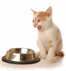 貓的飲食消化特性